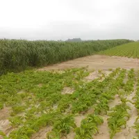 Une bande constituée de miscanthus fera obstacle à l'érosion du sol, comme au printemps après de fortes pluies sur des betteraves ne couvrant pas enco