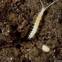 L'adulte de scutigérelle présente un corps translucide de 8 mm de long et avec douze paires de pattes.