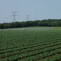 irrigation avec rampe de pomme de terre plantée en billons (trois rangs) dans le sud de l'Essonne en Ile-de-France fin mai (printemps)