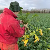 La douceur hivernale peut entraîner des excès de végétation sur colza qui nécessitent d'adapter la fertilisation azotée.