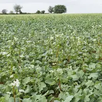 Parcelle agricole en jachère
