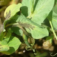 Les taches sur feuilles dues à la bactériose suivent les nervures