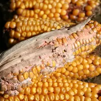 I M G _ 0 1 5 0 . Fusariose sur épi de maïs, maladie due au champignon Fusarium, mycotoxine, infestation , perte des grains.  symptômes sur épis dus a