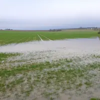 Culture inondée. Champ de blé Inondé. Parcelle de céréales sous l'eau. Intempéries. Dégâts causés aux cultures. Climat humide. Fortes précipitations.