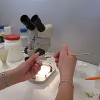 Observation d'une semence de céréales à paille au microscope dans un laboratoire