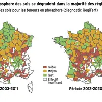 Fertilisation : Le phosphore fait défaut dans les sols cultivés en France