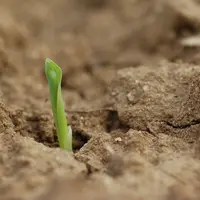 ATTENTION, cette photo n'est pas une photo Réussir ! ( photo du dossier de presse EuroMaïs 2009 ) . Emergence d'une plantule de maïs après la germinat