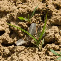 Plantules de panic, de renouée des oiseaux et de gaillet.