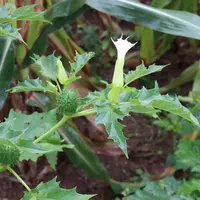 Le datura stramoine produit de grandes fleurs blanches et des bogues caractéristiques. Tous les organes de la plante sont toxiques.