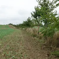 L’implantation de la bande enherbée sur la ligne d’arbres et son entretien revêtent une grande importance pour limiter le développement d’adventices i