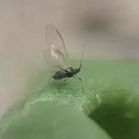 Les températures douces de l'automne et de l'hiver favorisent le développement des populations de pucerons Myzus persicae, vecteur de la jaunisse sur
