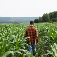 Agriculteur déambulant dans son champ de maïs