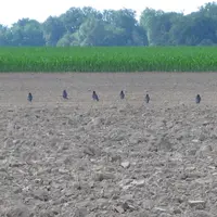 Le décalage de semis de maïs ou de tournesol augmente le risque d'attaques importantes de pigeons et corvidés.