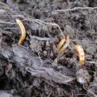 Contre les larves de taupins sur maïs, Belem 0,8 MG est dorénavant l'insecticide le plus performant, avec l'emploi d'un diffuseur des microgranulés.