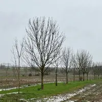 alignement d'arbres en agroforesterie dans une parcelle de grandes cultures