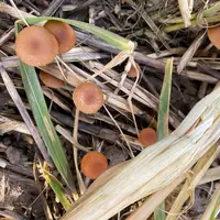 sol agricole en bonne santé avec des champignons