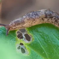 Semis de printemps : que faire face au risque élevé d’attaques de limaces ?