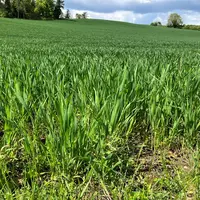 parcelles de blés au printemps