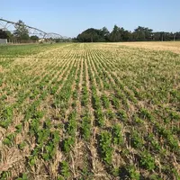 En culture dérobée, le soja réussit bien à condition de pouvoir l'irriguer du semis au début de l'automne.