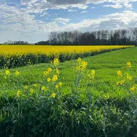 Parcelles agricoles au printemps, colza au premier plan, champ de blé et de colza au deuxième plan