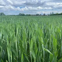 Parcelle de blé tendre