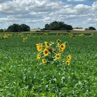 Parcelle de soja infestée de tournesols sauvages
