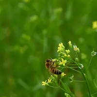 Abeille butinant une fleur de cameline