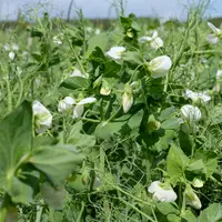 Parcelle de pois protéagineux en fleur dans le sud Seine-et-Marne