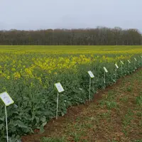 Des variétés tolérantes au sclérotinia sont présentées par deux semenciers. D'autres sélectionneurs en préparent pour les années à venir.