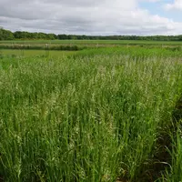 L'avoine rude (strigosa) originaire d'Amérique du Sud fait l'objet d'une sélection pour créer des variétés très tardives.