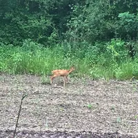 Chevreuil sur un semis de maïs