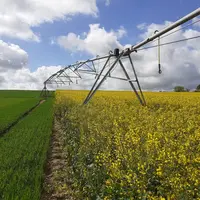 Pivot dans parcelle de colza.
