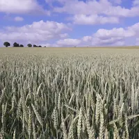 Parcelle de blé tendre en Nouvelle Aquitaine