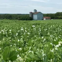 Parcelle de pois en Charente