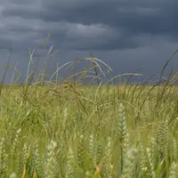 Parcelle de blé tendre envahie de ray-grass dans le Loiret.