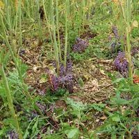 L'orobanche rameuse est une plante qui parasite les racines du colza, réduisant à néant les rendements sur les variétés sensibles.