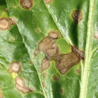 Les maladies sont fréquentes sur betteraves sucrières. Ici une association du phoma et de la ramulariose. Symptômes sur feuilles. Tâches de couleur ma