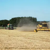 Semis de couverts derrière la moissonneuse batteuse