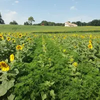 Parcelle de tournesol avec ambroisie.