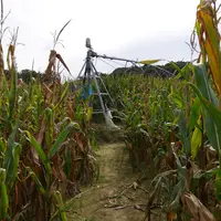 Au delà d'une humidité à 45 % des grains, une irrigation n'est pratiquement jamais valorisée.