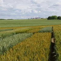 La résistance à la verse est recherchée dans les BAF avec des filières meuneries sous labels pour lesquels les régulateurs de croissance risquent d’êt