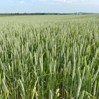 Mélange variétal de semences de fermes chez Clément Thomine à Nécy dans l'Orne