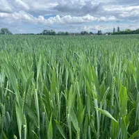 Parcelle de blé tendre fin mai dans le Nord