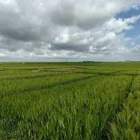 Parcelles d'essais sur variétés de blé sur menés par Terres inovia