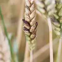 Epi de blé atteint par l'ergot
