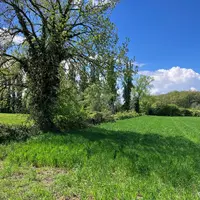 Haie arborée