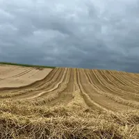 Parcelle de blé tendre en cours de récolte.