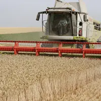 Moisson des blés dans les plaines de la Marne.