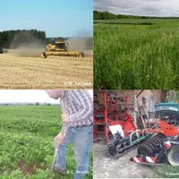 Images de semis de couverts derrière la moissonneuse batteuse, couverts végétaux, semoir à couverts