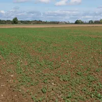 Parcelle de colza mi-octobre, stade 4 feuilles, dans l'Eure